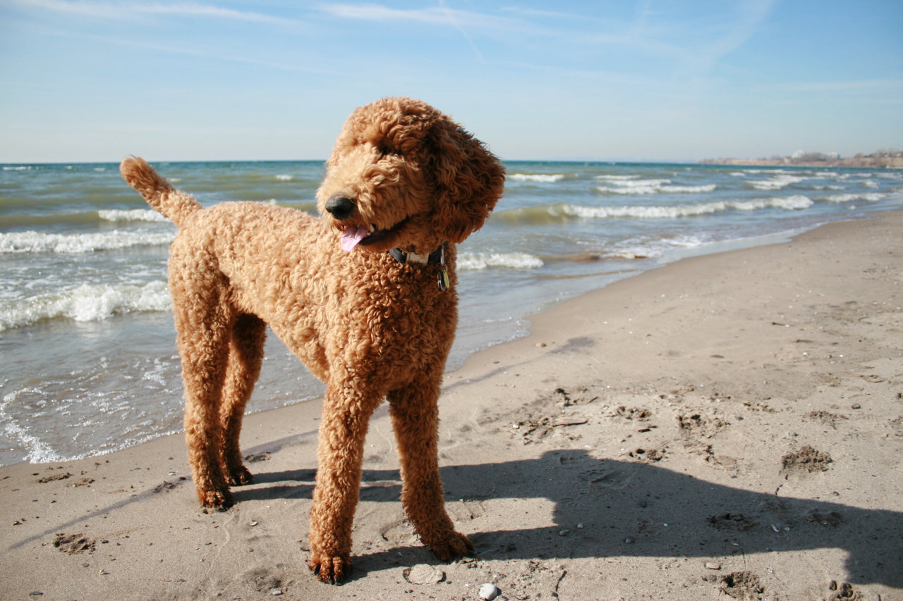 Standard poodle deals teddy bear cut